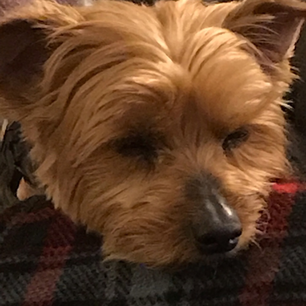 Meet your Posher, Nancy